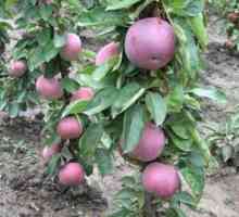 Stubasta sorte jabuka su zanimljivi za vrtlari