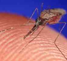 Ugriz komarca i svoje opasnosti