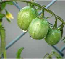Očuvanje zelenog paradajza. recept testiran