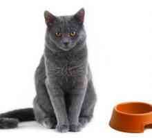 Hrana za mačke "Sheba": recenzije. Sheba - konzerviranu hranu za mačke. Savjeti veterinara