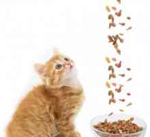 Hrana za mačiće premium: suhi ili mokri? Ono što bolju hranu za mace?