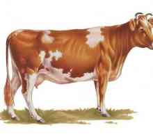 Krava Ayrshire Breed - najbolji izbor za održivu proizvodnju mlijeka