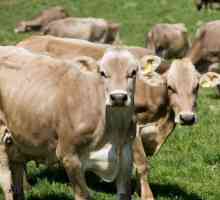 Schwyz rase krava: Značajke, cijene, recenzije