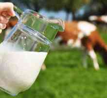 Kravlje mlijeko: sastav i svojstva. Sastav kravljeg mlijeka - sto