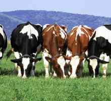 Mliječne krave: posebno uzgoj. proizvodnja kravljeg mleka: rock