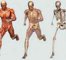 Bone kao organ: struktura, svojstva, funkcije,