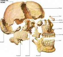 Kosti lubanje: ljudske anatomije