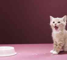 Mačići: šta da se hrani i kako da se brinu