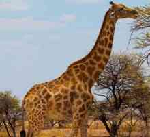 Zgodan žirafa: u ovom životinja vrlo visok krvni pritisak