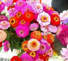 Lijep i nepretenciozan cvijeće Majors. preporuke sadnju i održavanje