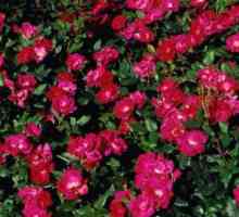 Prekrasan park ruže: sorte za region (foto)