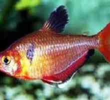 Crvena tetra ribe ili minor-: karakteristike sadržaja u akvariju