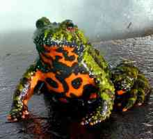 Evropska žaba požar trbuha: slike, zanimljivosti, opisa