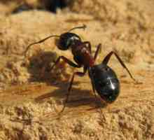 Crveni mravi: kako pobjedi štetočine?