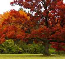 Red Oak - svijetle stablo