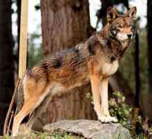 Red Wolf (planina): opis vrste, broj. Stanovništvo uštedjeti problem
