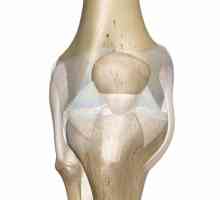 Križnog ligamenta koljena: trauma, liječenje, rehabilitaciju
