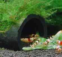 Škampi akvarij: vrste, uvjeti pritvora i uzgoj