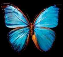 Krila leptira - velika misterija prirode