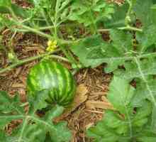 Koji uzgajaju lubenice: profesije. Tehnologija uzgoja lubenica