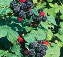 Cumberland - Raspberry sa crnim bobicama. Prednosti i mane sorti. maline
