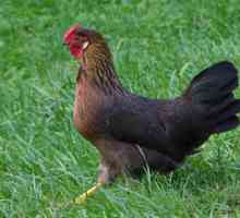 Piletina dominantni: vrste i karakteristike