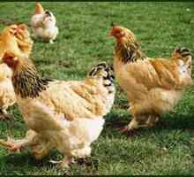 Piletina rase Brama: uzgoj i njegu