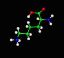 L-lizin: karakterizacija i primjena određene amino kiseline