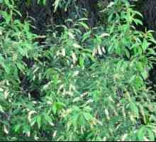 Phytolacca americana - opasan lekovita biljka