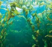 Kelp: korisne osobine i kontraindikacije