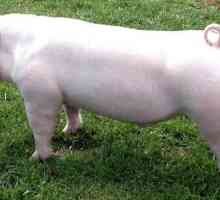 Landras - rase svinja za najbolji slanine svinja