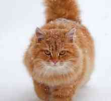 Ljubazan i ljut crvene mačke: šta san? Šta predviđaju?