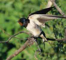 Swallow: opis, ishrana, reprodukcija, staništa