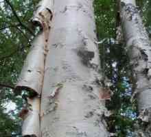 Tretman breze katrana. Lekovita moć prirode