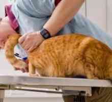 Tretman oduzimanja mačke. Opasna bolest kože