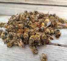Tretman pčela Podmore: Recepti i opseg