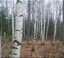 Tretman psorijaze breze katrana: recenzije