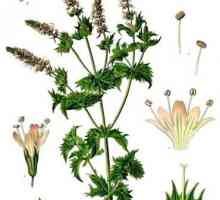 Ljekovitih biljaka m ntha piper ta (peperminta): korist i štetu trava