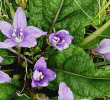 Ljekovito velebilje biljke: Mandrake i Belladonna