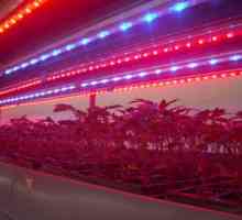 Traka LED biljka - ekonomičan način za osvjetljavanje