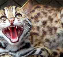Leopard Cat - mali predator