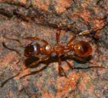 Šuma mravi: opis vrste, koristi i štete