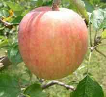 Ljeto jabuke sorte: rano zreli i ne čuvaju već više od dva tjedna