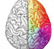 Lijevoj strani mozga je odgovoran za ono što? Kako razviti lijevo mozak?