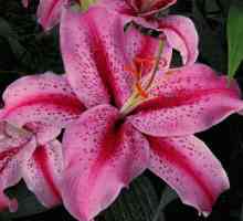 Lily: sorti i vrsta. Asiatic hibridi ljiljana
