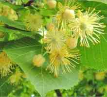 Lime Blossom: korisne osobine i štete