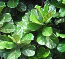Ficus liru. kućne biljke