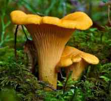 Chanterelle: opis gljive, fotografije i savjeti za sušenje