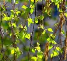 Birch odlazi: ljekovita svojstva, upotreba i kontraindikacije. Kako korisno lišće breze?