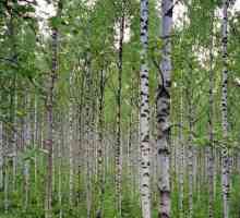 Lišće breze. Korisne osobine i primena